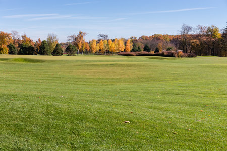 Large glade covered with low trimmed grass on a foreground against distant forest and clear sky in park at autumn sunny dayの写真素材
