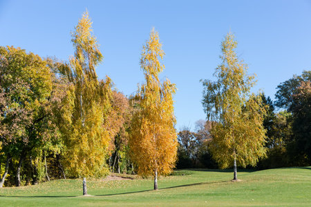 Three white birches with bright yellow autumn leaves separately growing on a lawn edge against the forest and sky in park in sunny dayの写真素材