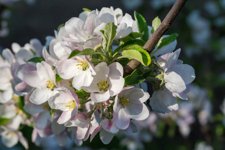 Branch of the apple tree with flowers and young leaves on a dark blurred background in sunny day close-upの写真素材
