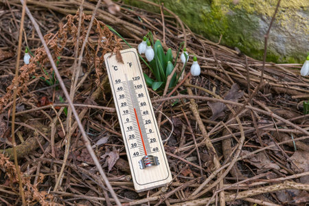 Bush of the blooming snowdrops pushing through the dry branches and wooden alcohol outdoor thermometer, view from the bottom shooting point in overcast spring weatherの写真素材