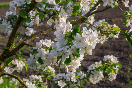 Branches of the apple tree with flowers and young leaves on a blurred background of ground at spring sunsetの写真素材