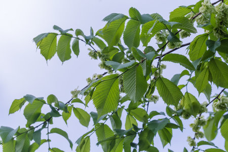 Branches of the field elm with fresh young leaves and unripe green seeds in selective focus on a blurred background of the cloudy sky in spring overcast dayの写真素材