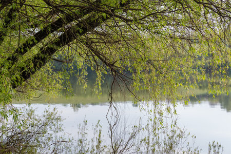 Tilted trunks of the old willows with branches with young leaves hanging down above the calm water...