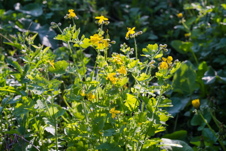 Blooming greater celandine with yellow flowers in sunny spring morning, fragment close-up in selective focusの写真素材