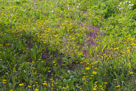 Section of meadow overgrown with blooming dandelions and tunhoof in spring sunny day in selective focusの写真素材