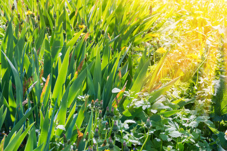 Bushes of irises with green leaves among the other grass on a blurred background in spring sunny morning backlitの写真素材