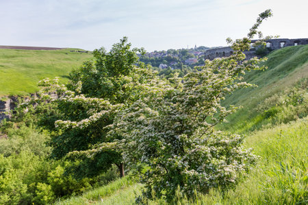 Bush of the blooming hawthorn, species Crataegus ambigua growing on the hillside against the ruins of ancient fortress in spring sunny morning backlitの写真素材