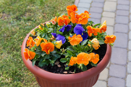 Two species of blooming ornamental violet with flowers of orange and blue colors in decorative plastic park vase on a blurred background of lawn and paved sidewalkの写真素材