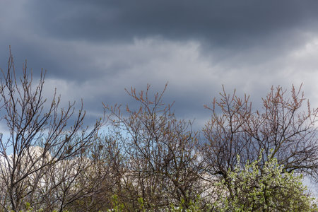 Section of sky with cumulus and storm clouds with tree tops on a foreground in early springの写真素材