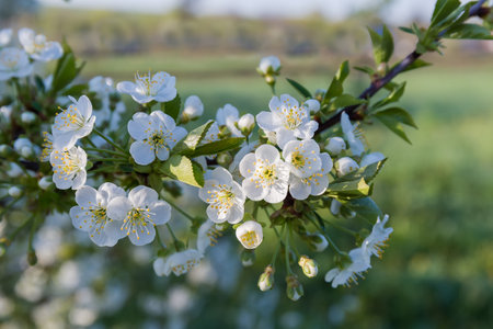 Branch of cherry tree with flowers and fresh young leaves on a blurred background in sunny morning, close-up in selective focusの写真素材