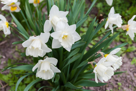 Flowers of the cultivated narcissus with white petals and white trumpet-shaped corona in the center in overcast morningの写真素材