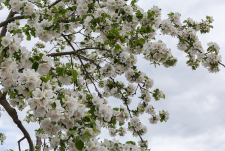 Branches of the blooming old apple tree with white flowers and young leaves on a blurred background of the cloudy sky in overcast weatherの写真素材