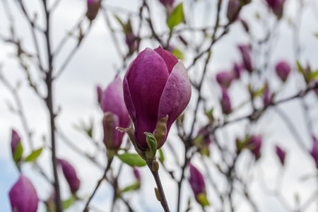 Purple flower of magnolia on a blurred background of the other branches and cloudy sky in overcastの写真素材