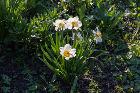 Bush of blooming cultivated narcissus with flowers with white petals and yellow corona in the center in sunny morning, backlitの写真素材