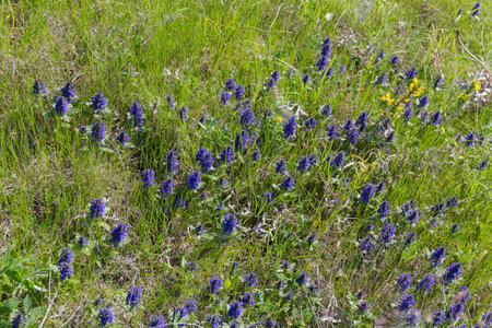 Fragment of meadow with blooming blue bugle, or Geneva bugleweed with blue flowers among the other plants and dry grass in spring sunny dayの写真素材