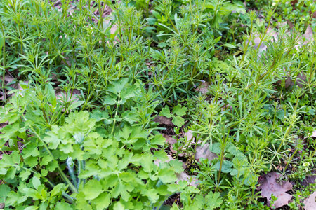 Young Galium spurium plants, also known as stickwilly with greater celandine on a foreground in spring forest in overcast weatherの写真素材