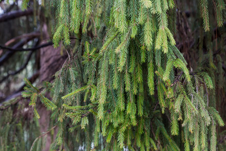 Branches of the old spruce hanging down on a blurred background of the other parts of tree in overcast weather, close-up in selective focusの写真素材