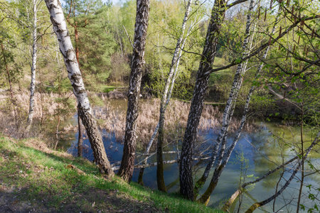 Birches growing on steep hilly bank of small forest lake shallow overgrown with reed in spring sunny morningの写真素材