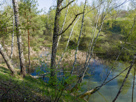 Birches growing on steep hilly bank of small forest lake shallow overgrown with reed in spring sunny morningの写真素材