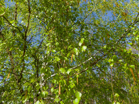Part of birch with branches with fresh green leaves and catkins in spring sunny day, bottom up view in selective focusの写真素材