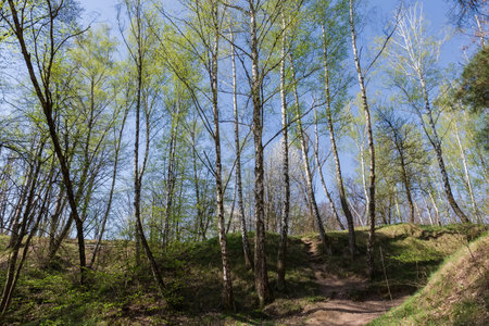 Hilly section of the forest with birches on a foreground on a spring sunny morningの写真素材