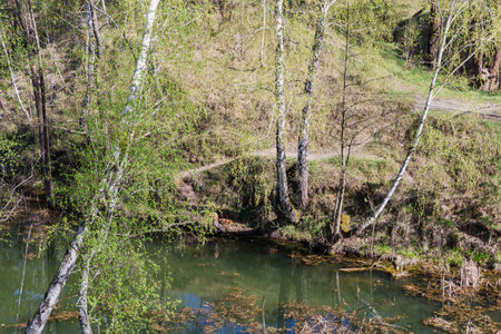 Birches growing on steep hilly banks of small forest lake shallow in spring sunny morningの写真素材