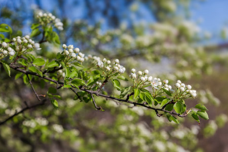 Branch of the wild pear tree with flower buds and young leaves at the beginning of the blooming period on a blurred background in spring sunny morningの写真素材