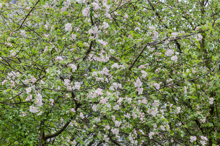 Branches of the blooming old apple trees with flowers and young leaves in overcast weather, backgroundの写真素材
