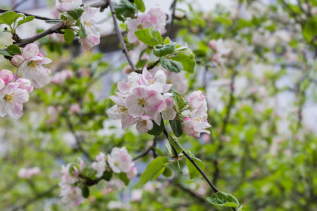Branches of the blooming old apple tree with flowers and young leaves on a blurred background in overcast weatherの写真素材