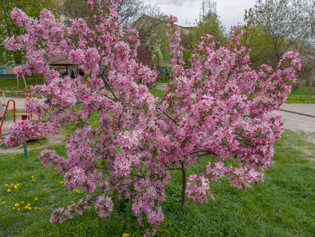 Small ornamental blooming crab apple trees with bright pink flowers in a public garden in spring overcast windy weatherの写真素材