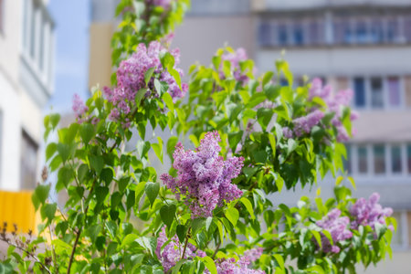 Inflorescences of the purple lilac on a blurred background of the same lilac bush and buildings in sunny weather, selective focusの写真素材
