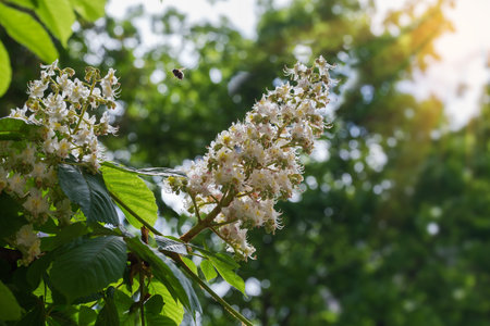 Branch of the old blooming chestnut with inflorescences on a blurred background of the other branches in sunny weather, backlit in selective focusの写真素材