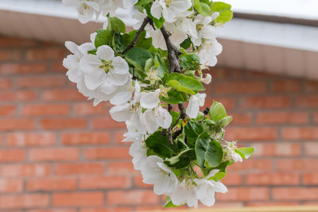 Branch of the blooming apple tree with white flowers with partly fallen petals hanging down on a blurred background of the red brick building wall in overcast weatherの写真素材
