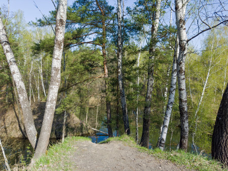 Aspens and pines growing on steep hilly bank of forest small shallow lake in spring sunny morningの写真素材