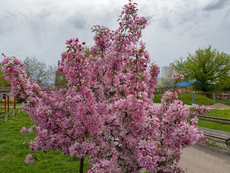 Small ornamental blooming crab apple trees with bright pink flowers in a public garden in spring overcast windy weatherの写真素材