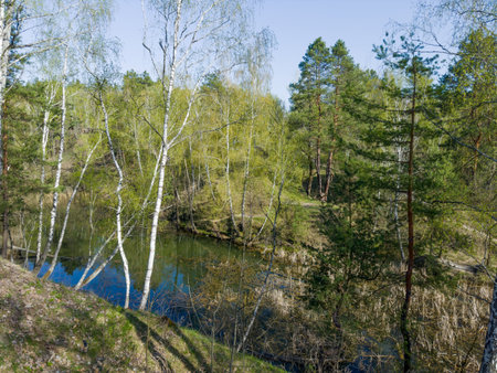 Birches and pines growing on steep hilly bank of forest small shallow lake overgrown with reed in spring sunny morningの写真素材