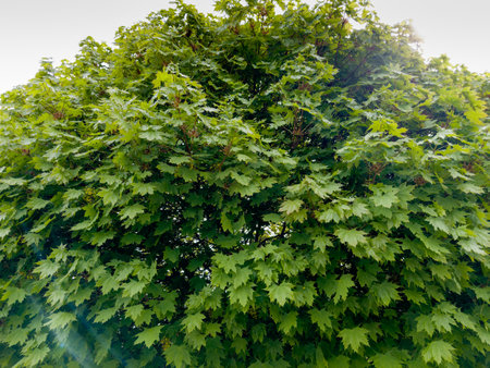 Branches of the ornamental maple on the tree top with fresh spring leaves against the cloudy sky, bottom up view backlitの写真素材