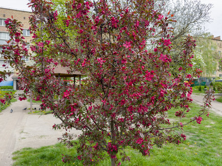Small ornamental blooming crab apple trees with dark red flowers in a public garden in spring overcast windy weatherの写真素材