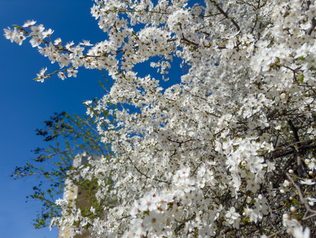 Branches of the blooming cherry tree on a blurred background of the other trees and clear sky, view in sunny weather in selective focusの写真素材
