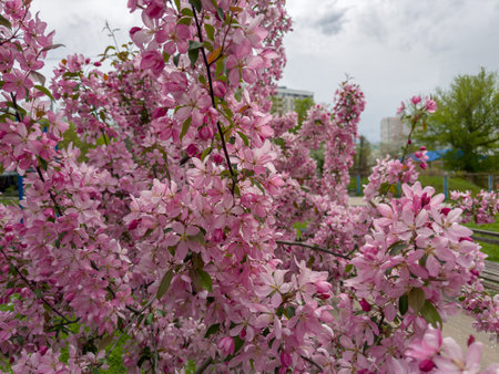 Small ornamental blooming crab apple trees with bright pink flowers in a public garden in spring overcast windy weatherの写真素材