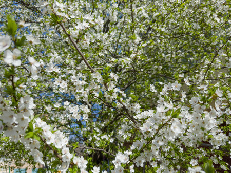 Branches of the blooming cherry tree on a blurred background of the other part of tree, view in sunny weather in selective focusの写真素材