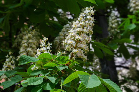 Branch of the old blooming chestnut with inflorescence on a dark blurred background of the same tree in sunny weather, selective focusの写真素材