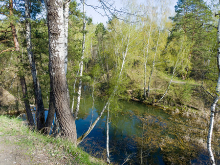 Aspens, pines and birches growing on steep hilly bank of small forest shallow lake in spring sunny morningの写真素材