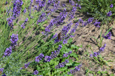 Stems of the blooming lavender on a field, view in sunny day in selective focusの写真素材