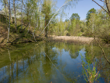 Shallow forest lake partly overgrown with dry reeds, between the steep hilly banks with different trees in sunny spring morningの写真素材