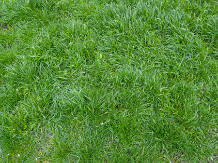 Fragment of lawn overgrown with different wet grass after a rain in spring overcast morning, top viewの写真素材