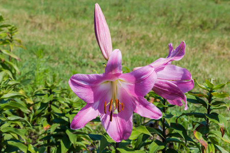 Pink flowers and flower bud of the ornamental lily on a blurred background in sunny summer day, close-upの写真素材