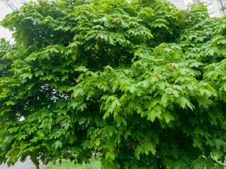 Branches of the ornamental maple with fresh wet spring leaves in a public garden in rainy windy weather, bottom up viewの写真素材