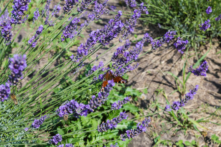 Stems of the blooming lavender on a field, view in sunny day in selective focusの写真素材