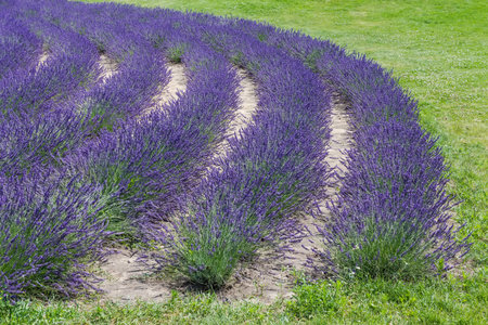 Curved rows of the bushes of blooming lavender growing on a field next the lawn in sunny dayの写真素材